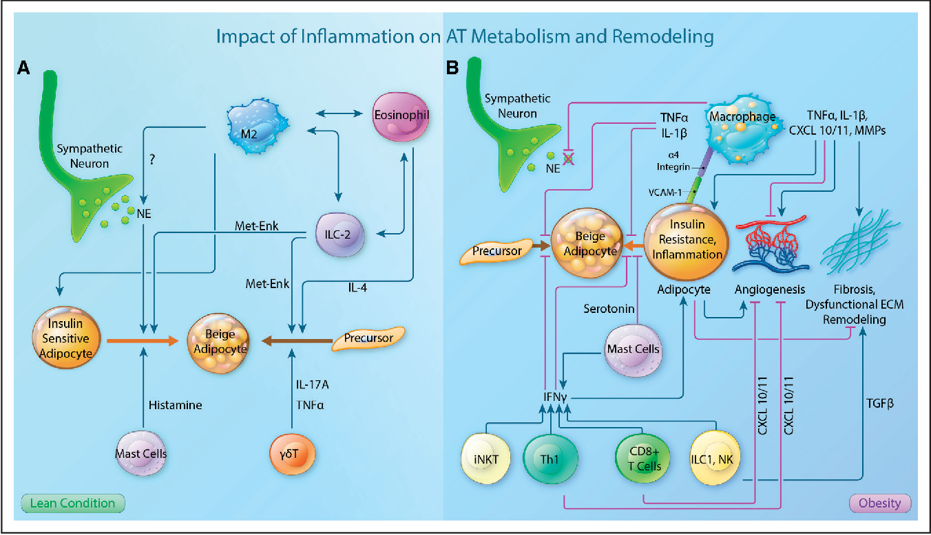 pathway of metabolic inflammation