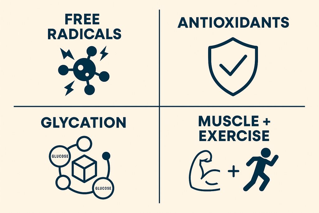 Infographic illustrating key concepts related to free radicals, antioxidants, glycation, and muscle + exercise, showing their role in health and metabolism.